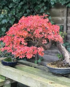 a bonsai tree in a pot on a wooden table