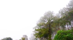 two cows grazing in the grass near trees on a foggy, overcast day