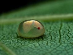 a close up of a leaf with a small insect on it's back end