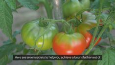 Never Plant Tomatoes Without This. Read This For Large Fruits And More Tomatoes – Slick Garden Root Growth, Garden Terrarium