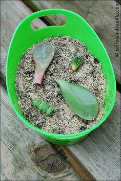 a green bowl filled with sand and plants