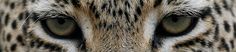 the eyes of a cheetah are visible in this close - up photo,