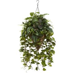 a green plant hanging from a metal hook