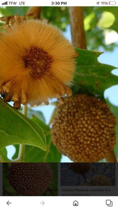 an image of some sort of plant on the tree