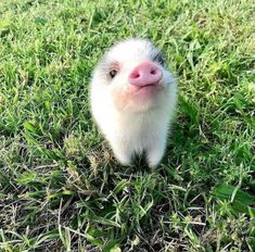 a small white and black animal sitting in the grass