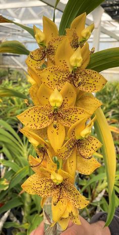 the yellow flowers are blooming in the greenhouse