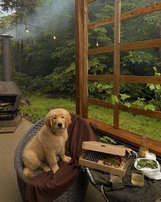 a dog sitting on top of a wicker chair next to a table with food