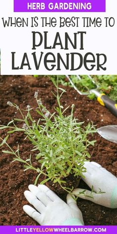 gardening is the best time to plant lavender here are some tips on how to grow lavender