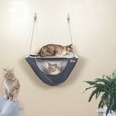 two cats sitting on top of a cat bed hanging from the wall next to a potted plant