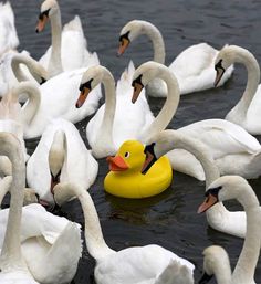 a group of white swans in the water with a yellow duck floating on it's back