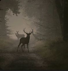 two deer standing in the middle of a forest on a foggy day with trees