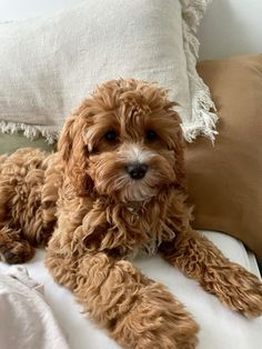 a small brown dog laying on top of a bed