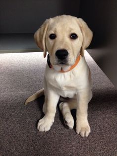 a dog sitting on the floor looking at the camera