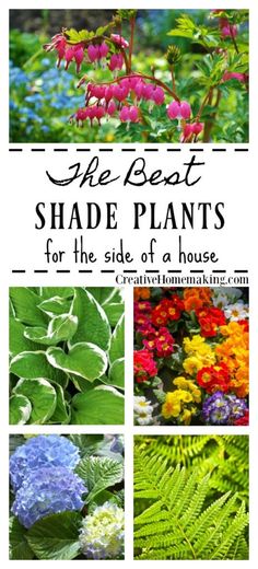 the best shade plants for the side of a house and what to do with them