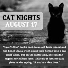 a black cat sitting on top of a sidewalk next to a sign that says cats nights