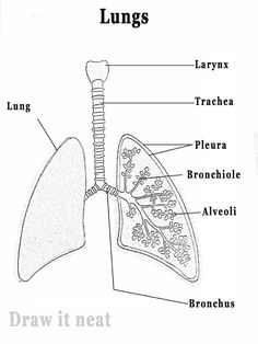 diagram of the lungs with labels