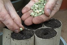 two hands that are holding some plants in dirt