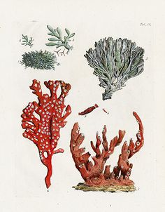 an image of corals and seaweed in the water