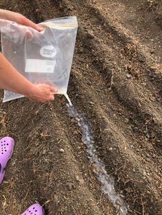 a person in purple shoes is holding a clear plastic bag with water coming out of it