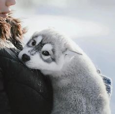 a woman holding a baby husky in her arms