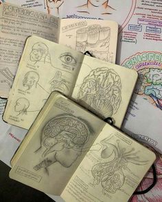 several notebooks with drawings of the human head and brain on top of each one