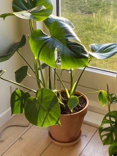 a potted plant sitting on top of a wooden table next to a large window