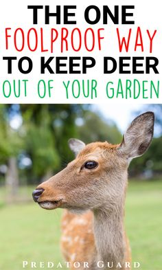 the one foolproof way to keep deer out of your garden by predator guard book review