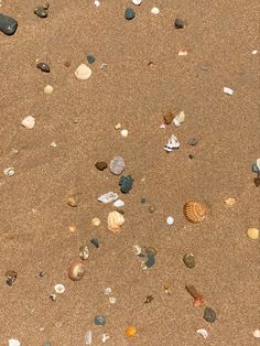 several seashells and shells are scattered on the sand