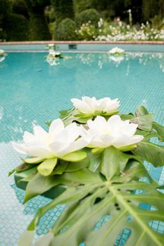 white flowers sitting on the edge of a swimming pool