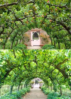 an apple tree with fruit growing on it and in front of the entrance to a building