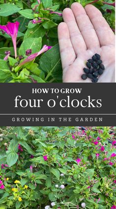 how to grow four o'clock plants growing in the garden with text overlay