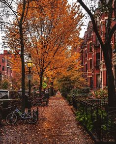 a street lined with parked cars and trees covered in fall leaves on a cloudy day