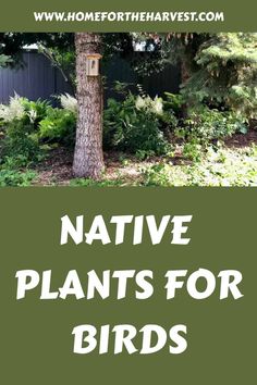 native plants for birds in front of a tree with the words native plants for birds