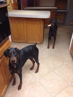 two dogs standing in the middle of a kitchen with wooden cabinets and tile flooring