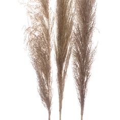 three tall dry grass plants in a vase