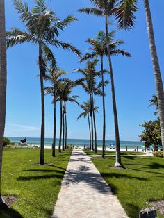 palm trees line the path to the beach