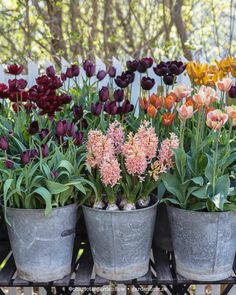 several pots filled with flowers on top of a wooden table