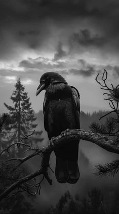 a black and white photo of a bird on a tree branch in front of a cloudy sky