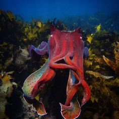 an octopus is swimming in the ocean