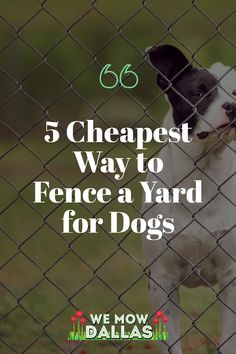 a dog standing behind a fence with the words, 6 cheapest ways to fence a yard for dogs