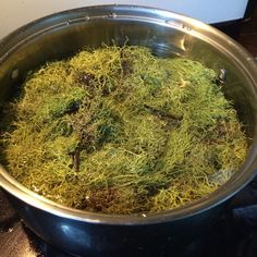 a pot filled with green moss on top of a stove