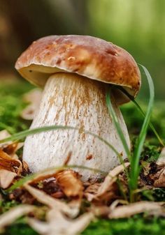 a close up of a mushroom on the ground with grass and leaves in the foreground