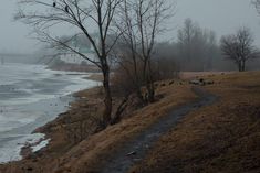 there are many birds perched on the trees by the water in this foggy day