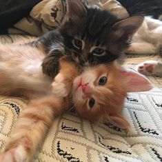 two kittens are playing with each other on the bed, one is laying down