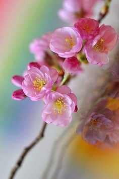 some pink flowers on a twig in front of a blurry rainbow colored background