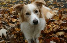 a brown and white dog sitting on top of leaves