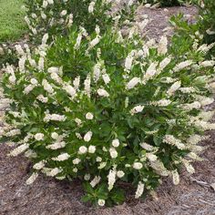 a bush with white flowers in the middle of some grass and mulch on the ground