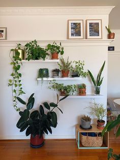 some plants are sitting on shelves in a room with wood floors and white walls,