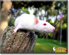 a white rat sitting on top of a tree stump in a park with the caption pet of the day tan