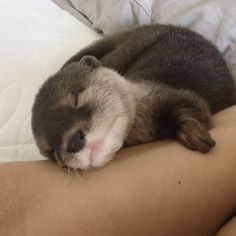 a cat sleeping on top of someone's stomach